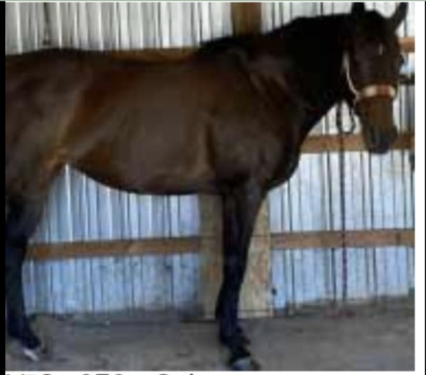 She Will Be Famous - Fame - 2009 AQHA Brown Mare