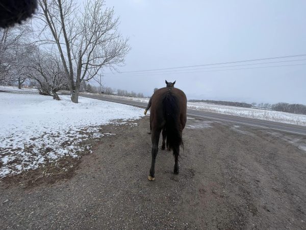 She Will Be Famous - Fame - 2009 AQHA Brown Mare - Image 7