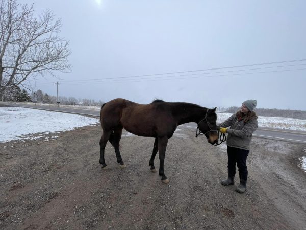 She Will Be Famous - Fame - 2009 AQHA Brown Mare - Image 3