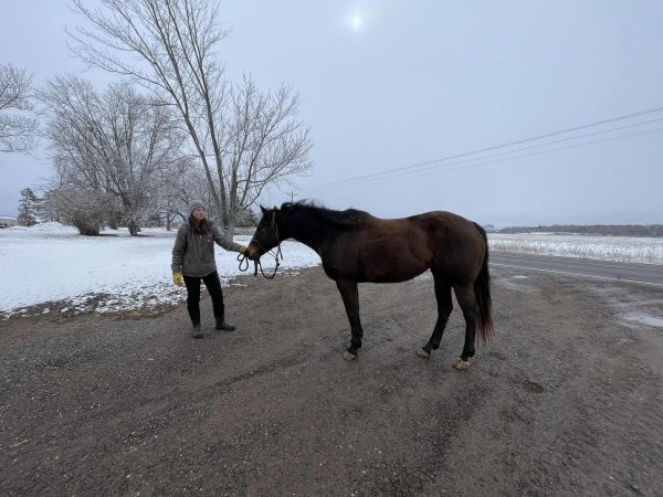 She Will Be Famous - Fame - 2009 AQHA Brown Mare - Image 6