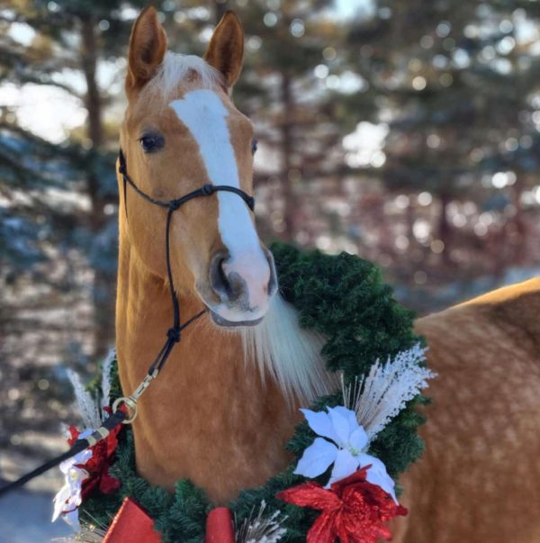 MLJ Sizzle N Shine-2019 Palomino Mare