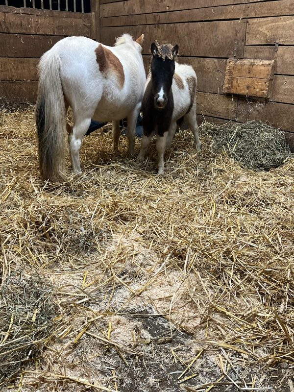 5 year old paint pony, bred to a paint pony - Image 4